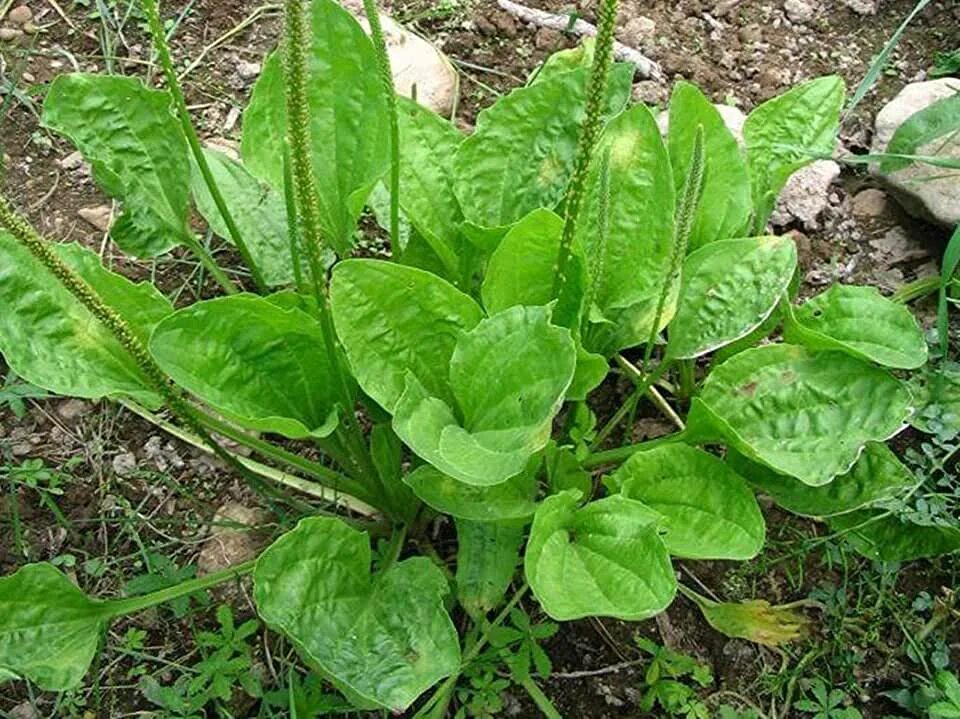 Подорожник трава фото Amazon.com: Plantago Major