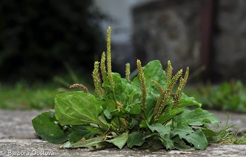 Подорожник трава фото Plantago major agg. - okruh jitrocele většího * Pladias: Database of the Czech f