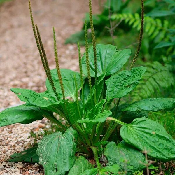 Подорожник трава фото Подорожник большой (Plantago major) - Пестициды.by - средства защиты растений