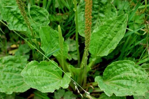 Подорожник трава фото COMMON PLANTAIN - BREITWEGERICH - LLANTÉN (Plantago major) Plantain has astringe