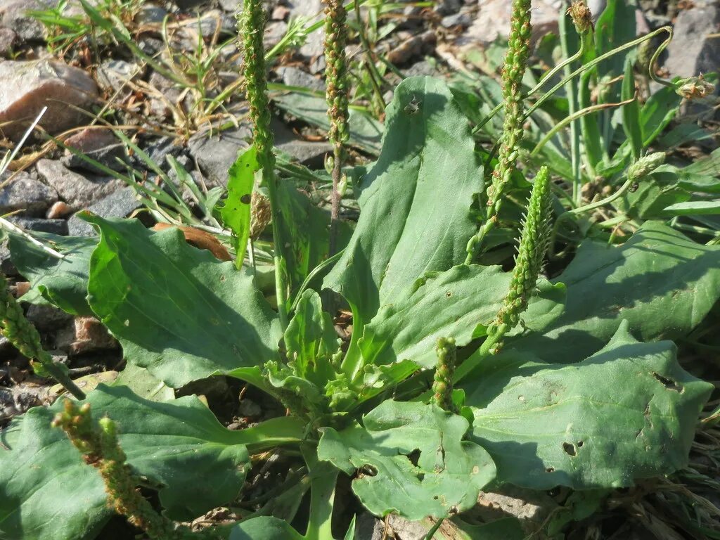 Подорожник трава фото Plantago major Breitwegerich (Plantago major) in Hockenhei. Andreas Rockstein Fl