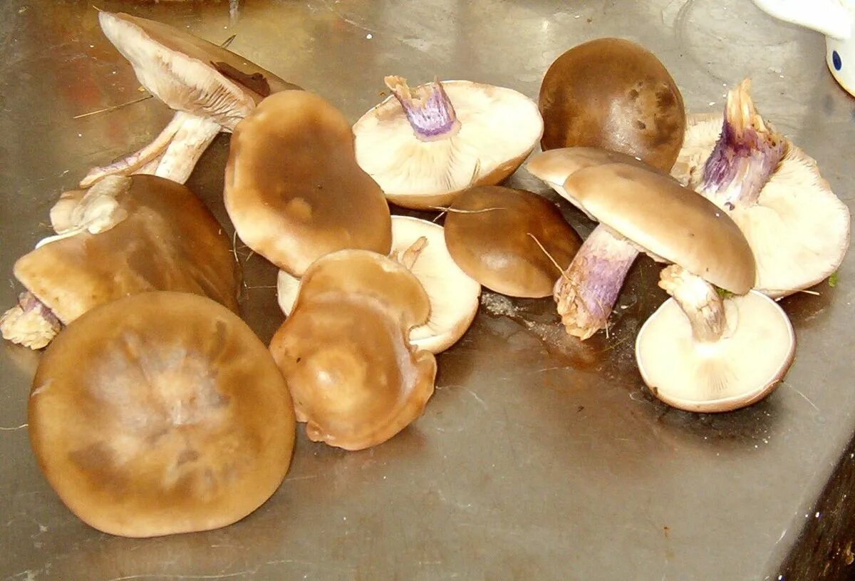 Подотавники грибы фото Файл:Lepista Personata, fungi.jpg - Википедия