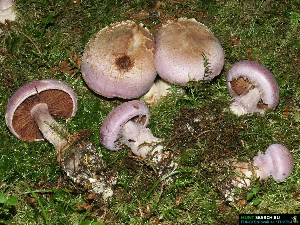 Подотавники грибы фото Fungi sericeocybe. Каталог грибов. Фотографии грибов разных стран мира.