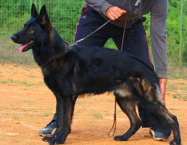 Подпалая немецкая овчарка фото The German Shepherd Dog Sable german shepherd, Black german shepherd, Black germ