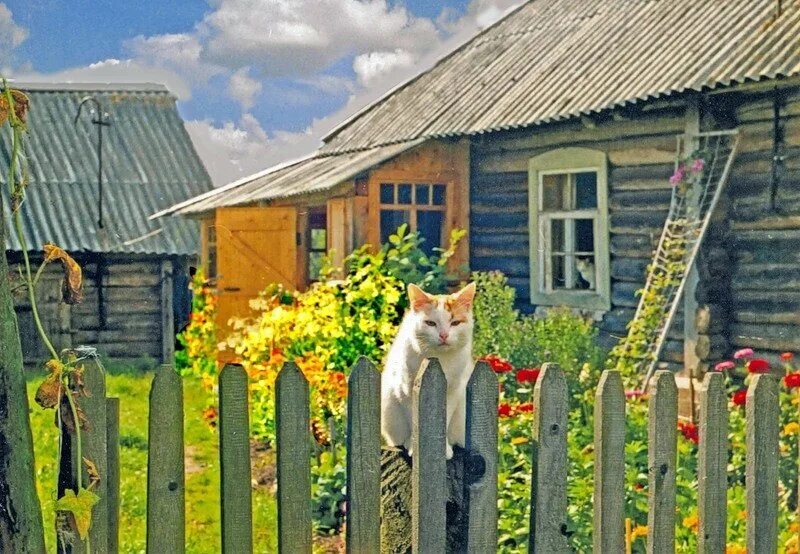 Подпись фото в деревне Виной всему упрямство Жизнь пенсионерки в селе Дзен