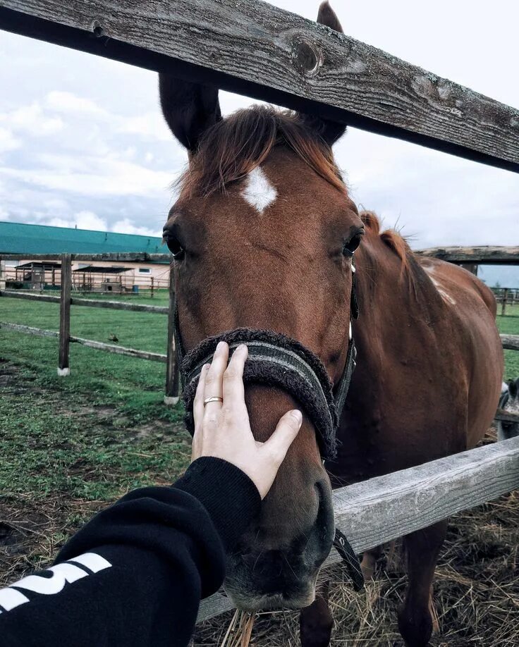 Подпись к фото с лошадью #horses #horsey #horseaddict #horsestagram #horseslove #myquietbeauty #village #