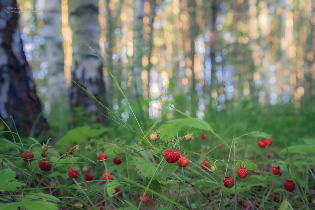 Подпись к фото в лесу Кино о лете