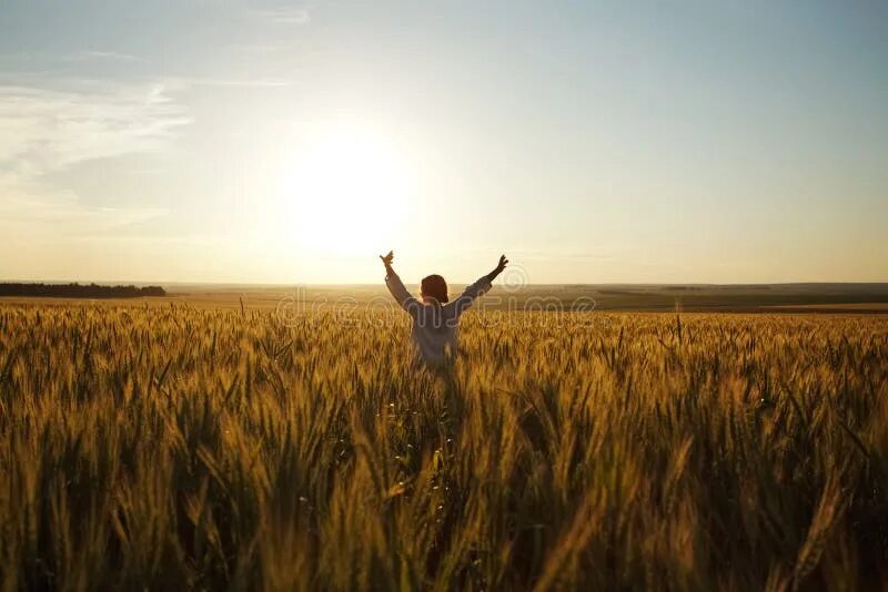 Подпись к фото в поле Woman Stands in a Field of Ripe Wheat Stock Photo - Image of cereal, blessedness