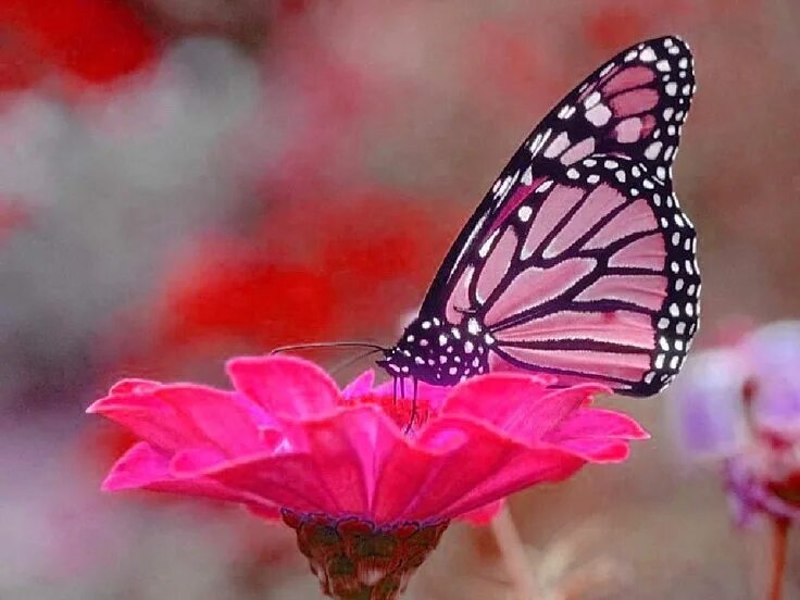 Подписать фото с бабочками Pretty pink butterfly chose the pink flower Butterfly pictures, Butterfly wallpa