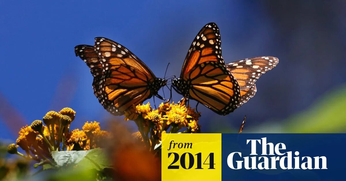 Подписать фото с бабочками Rare Monarch butterflies spotted on England's south coast Butterflies The Guardi