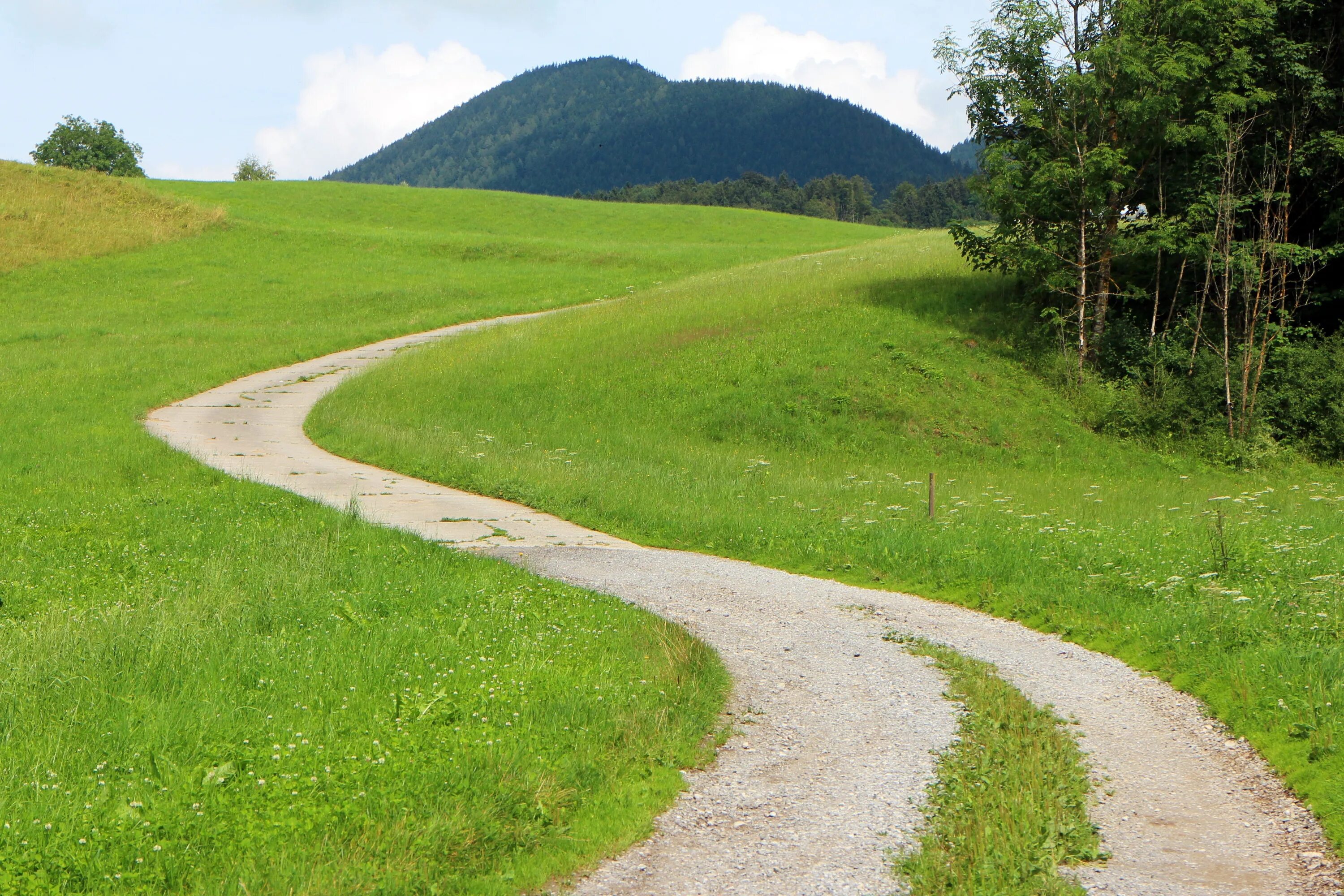 Подписать фото с дорогой Road in a green meadow near the forest free image download