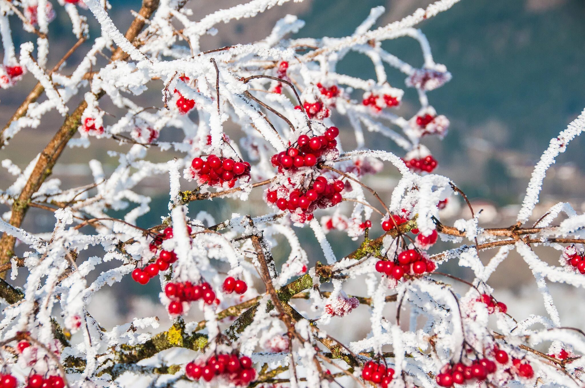 Подписать фото зима Wallpaper Red Round Fruits Covered With Snow, Background - Download Free Image