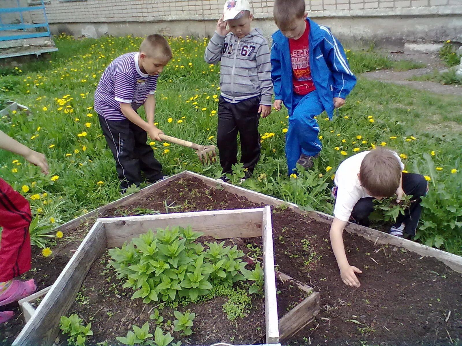 Подписать под фото труд детей на участке Школьные огороды" организовали в Томском районе " Наше поколение