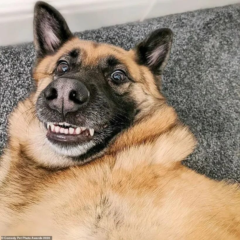 Подписать смешно фото собаки 15 уморительных снимков домашних питомцев, номинированных на Comedy Pet Photo Aw