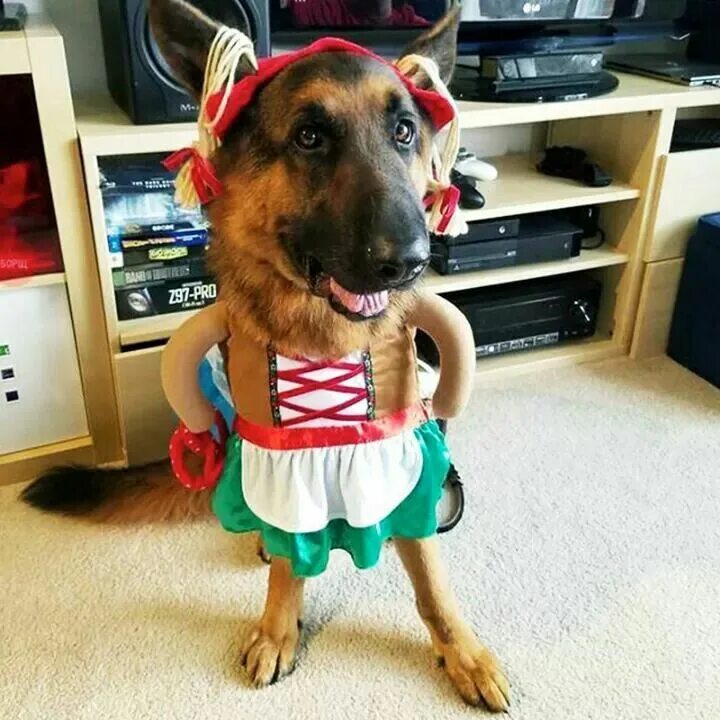 Подписать смешно фото собаки Пин на доске Cute Animals! Немецкие овчарки, Щенки немецкой овчарки, Милые собак