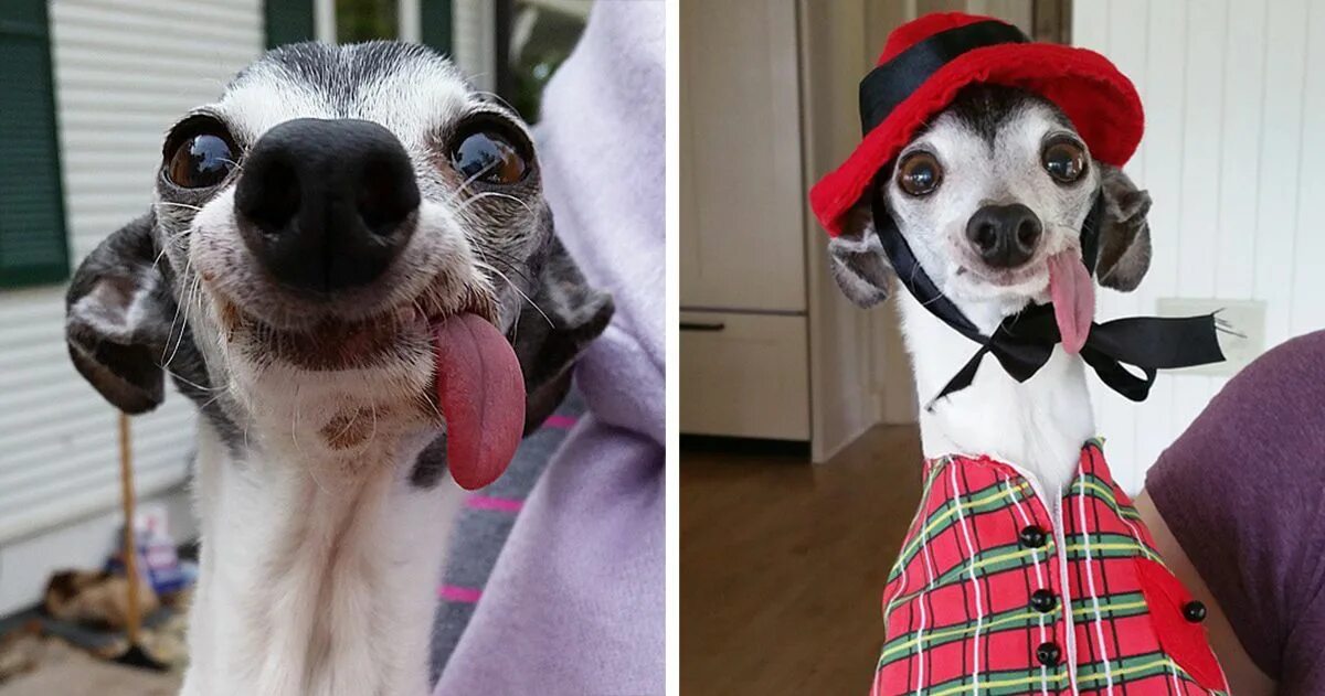 Подписать смешно фото собаки Meet Zappa, The Sid Lookalike Dog With A Floppy Tongue Dogs, Italian greyhound, 