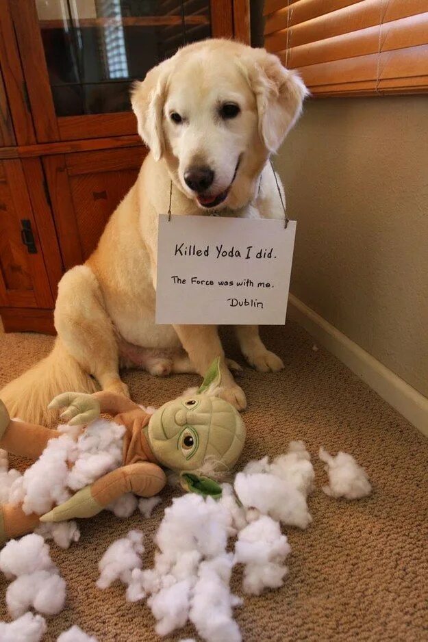 Подписать смешно фото собаки This dog who found his force. Animal shaming, Funny animal pictures, Funny anima