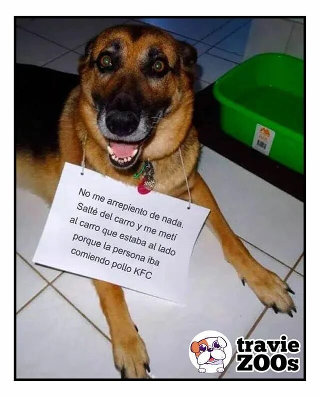 Подписать смешно фото собаки Dejó sin comida a una familia Dog quotes funny, Dog memes, Funny dog memes