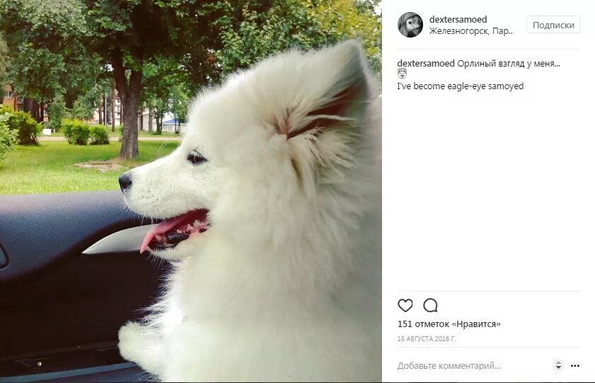 Подписать смешно фото собаки Подпись под с собакой - Арт Минск.ру