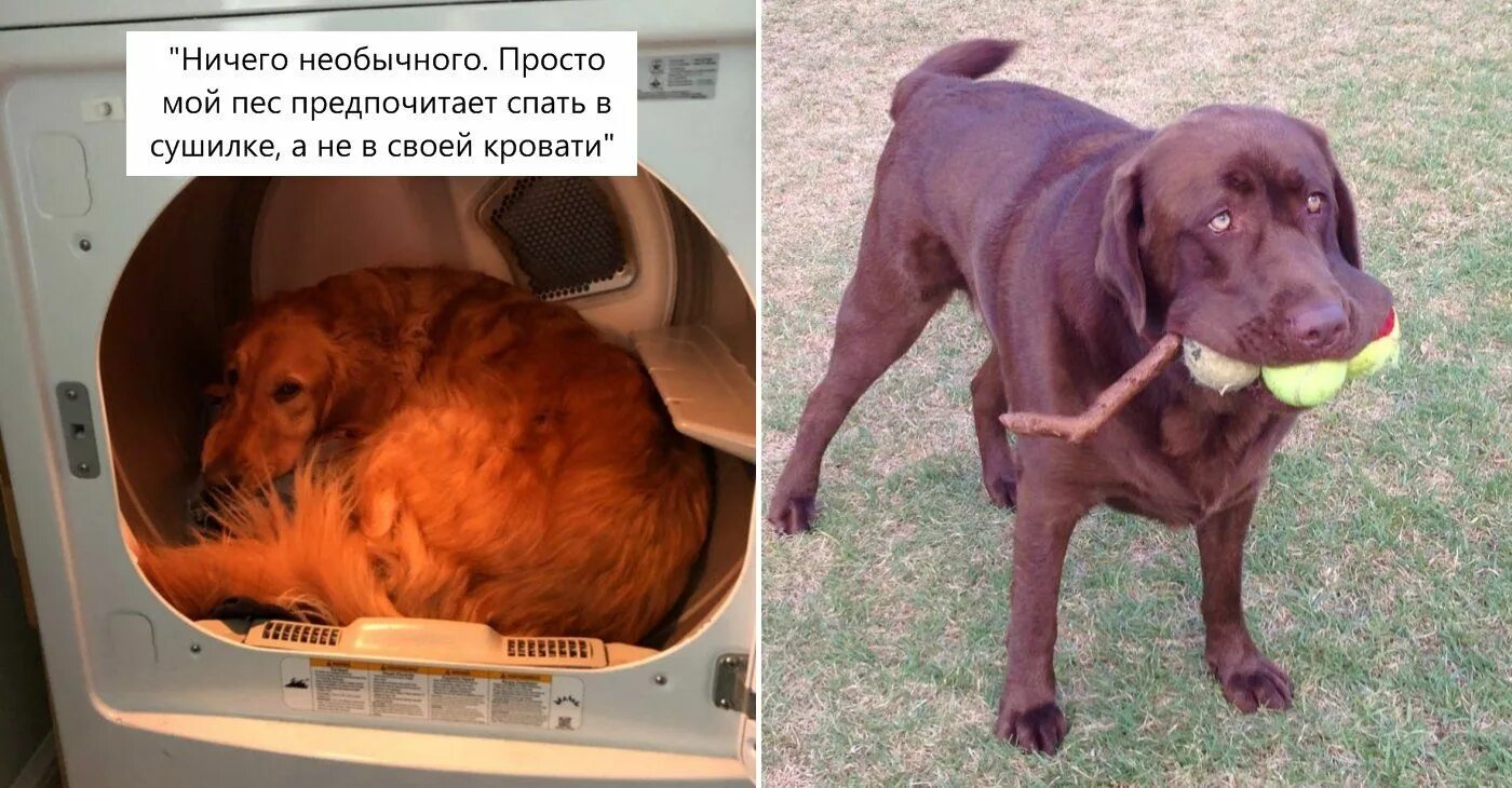 Подписать смешно фото собаки Пин на доске Юмор