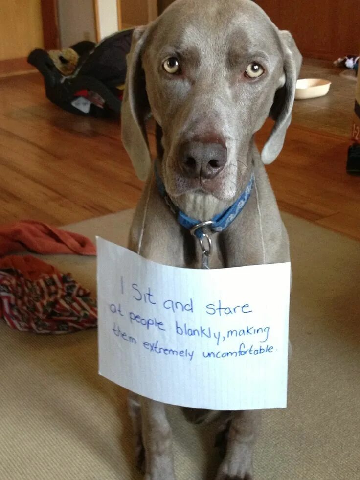 Подписать смешно фото собаки dog shaming Tumblr’s 'Dog Shaming': A Pet Owner’s Form of Brutal Justice Dog sha