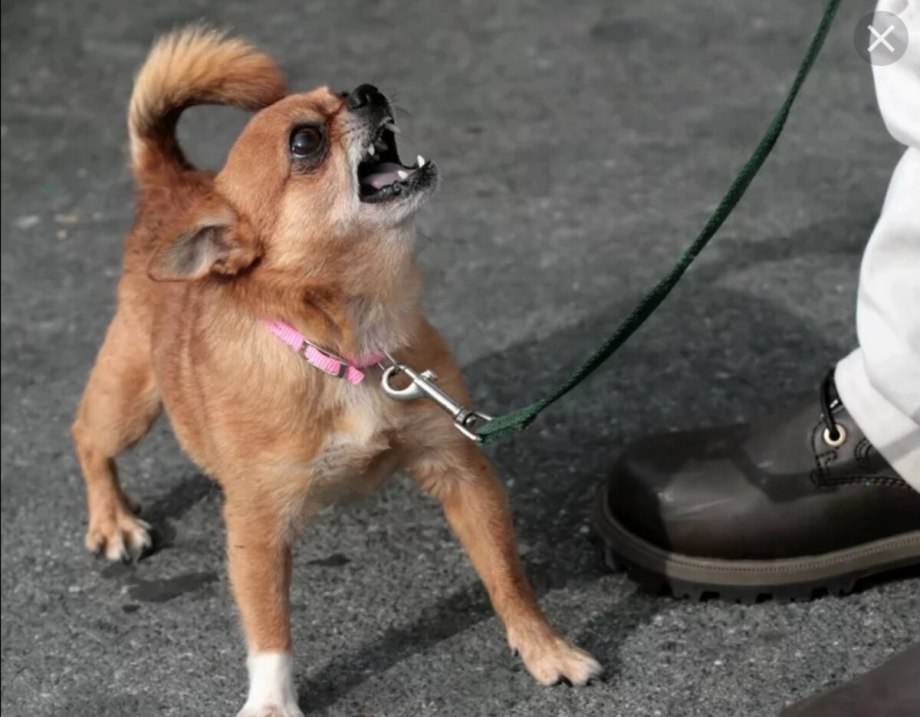 Подписать смешно фото собаки Чихуахуа: Их предки были ездовыми псами, а сейчас они состоят на 50% из злобы и 