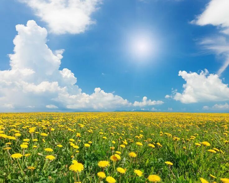 Подписать солнечное фото Scenery Fields Dandelions Sky Grasslands Clouds Nature wallpaper 3900x3120 41661