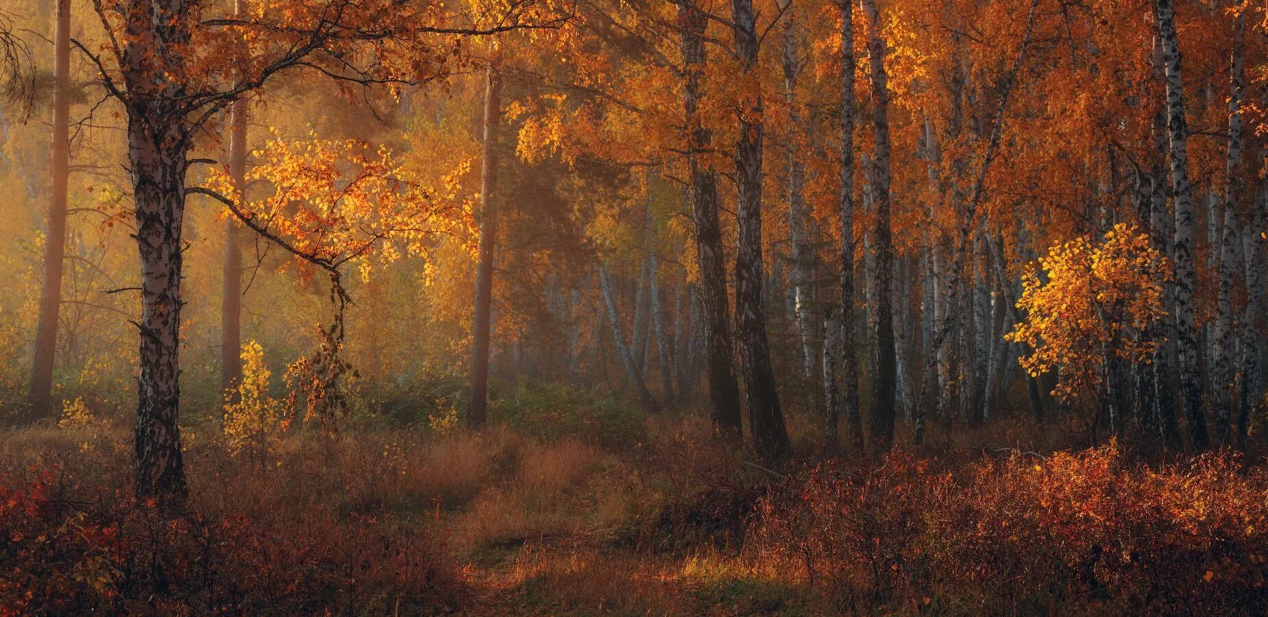 Подпишем фото пост осень лес Прогулка по осеннему лесу Autumn forest, Landscape, Landscape photography