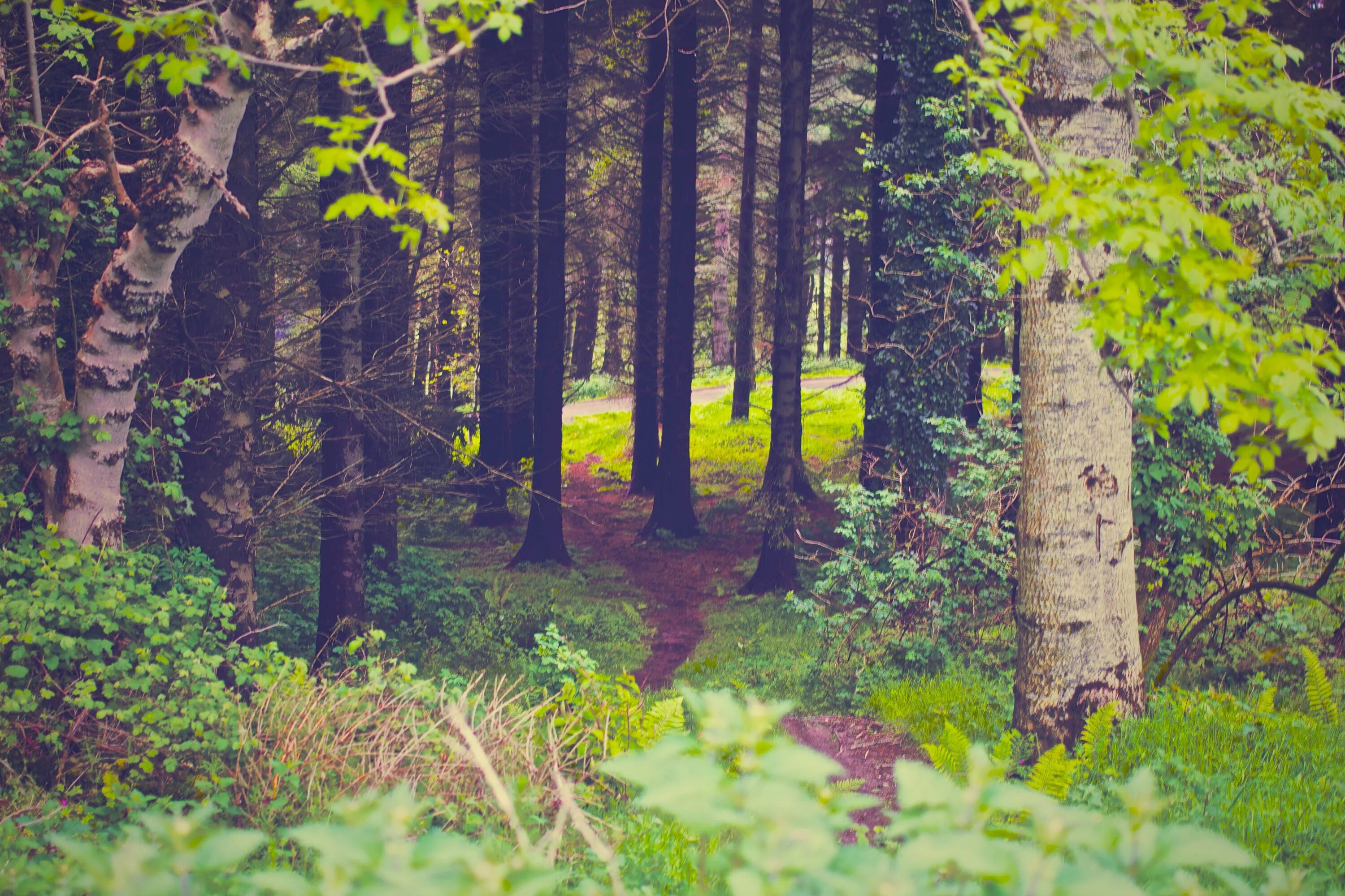 Подписи под фото лес Deciduous trees in summer forest free image download