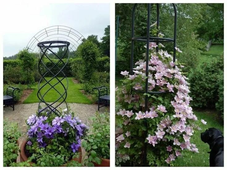 Подпорка для клематиса своими руками фото Welche Rankhilfe für Clematis? Sehen Sie sich diese 10 Ideen an! Clematis, Rankh