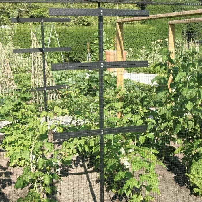 Подпорки для малины своими руками фото Raspberry Support Fruit cage, Vegetable garden raised beds, Farm gardens