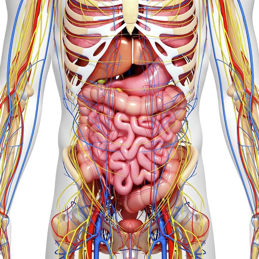 Подробное строение человека фото Abdominal Anatomy #5 Photograph by Science Photo Library - Fine Art America