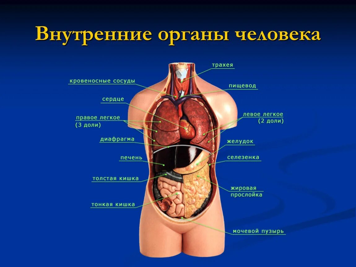 Подробное строение человека фото Внутренние органы человека расположение и название