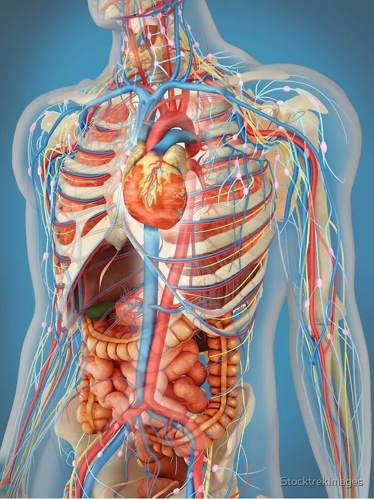 Подробное строение человека фото Human body showing heart and main circulatory system position. Poster by Stocktr