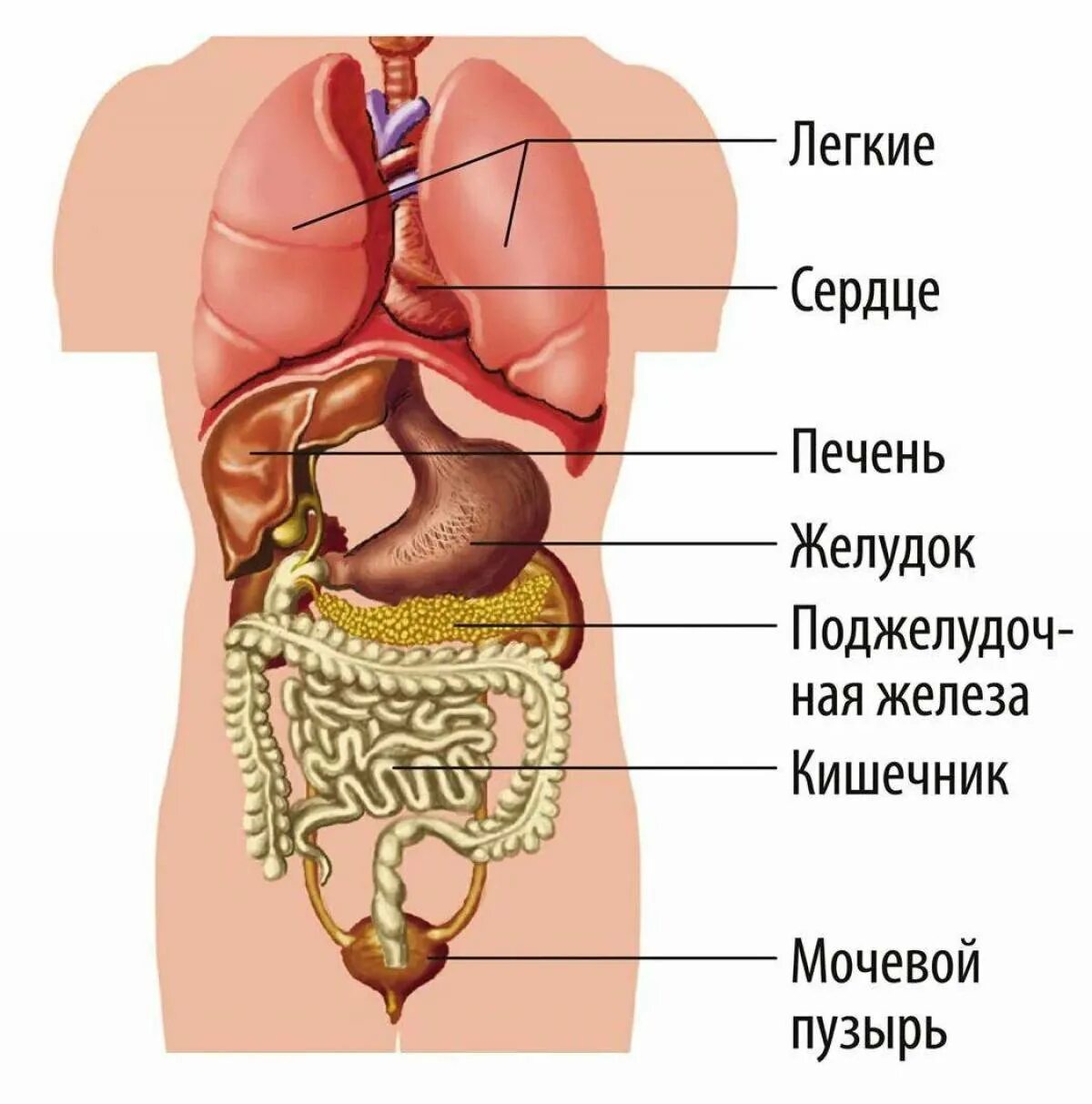 Подробное строение человека фото Что находится под сердцем с левой: найдено 90 изображений