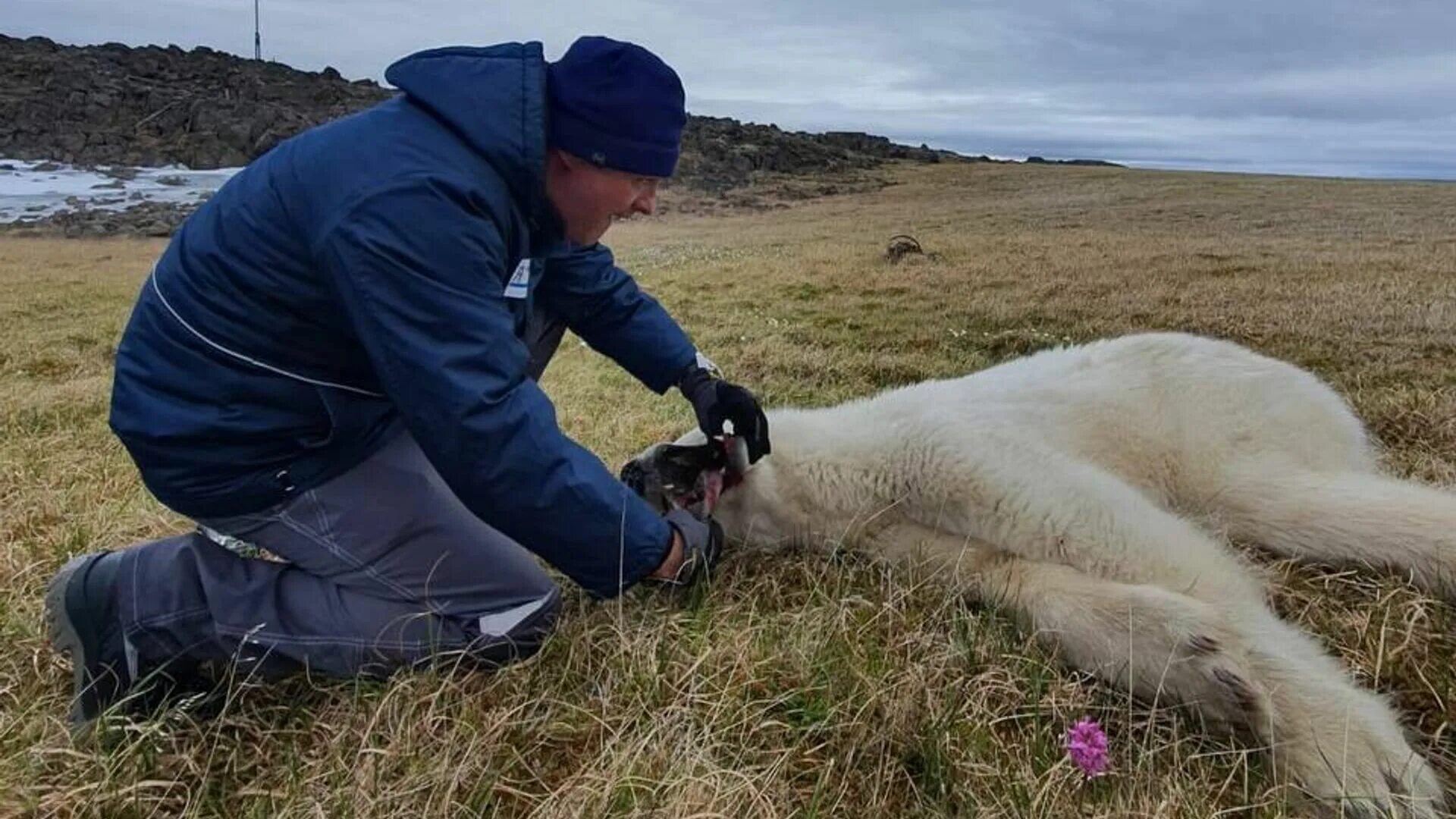 Подробности про медведя убившего 35 собак фото Спасенную в Диксоне медведицу отпустили с запасом рыбы - РИА Новости, 22.07.2022