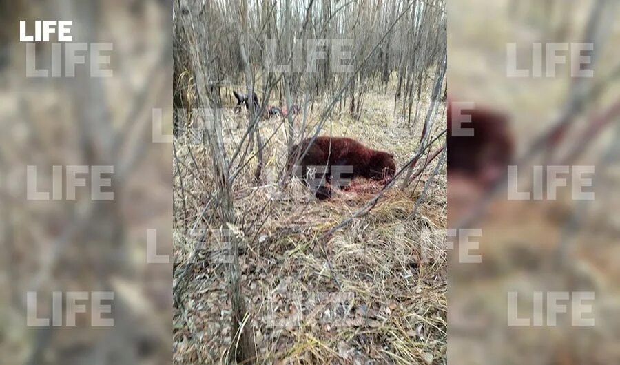 Подробности про медведя убившего 35 собак фото Медведев против медведя: Опубликованы фото с места смертельной схватки тюменског