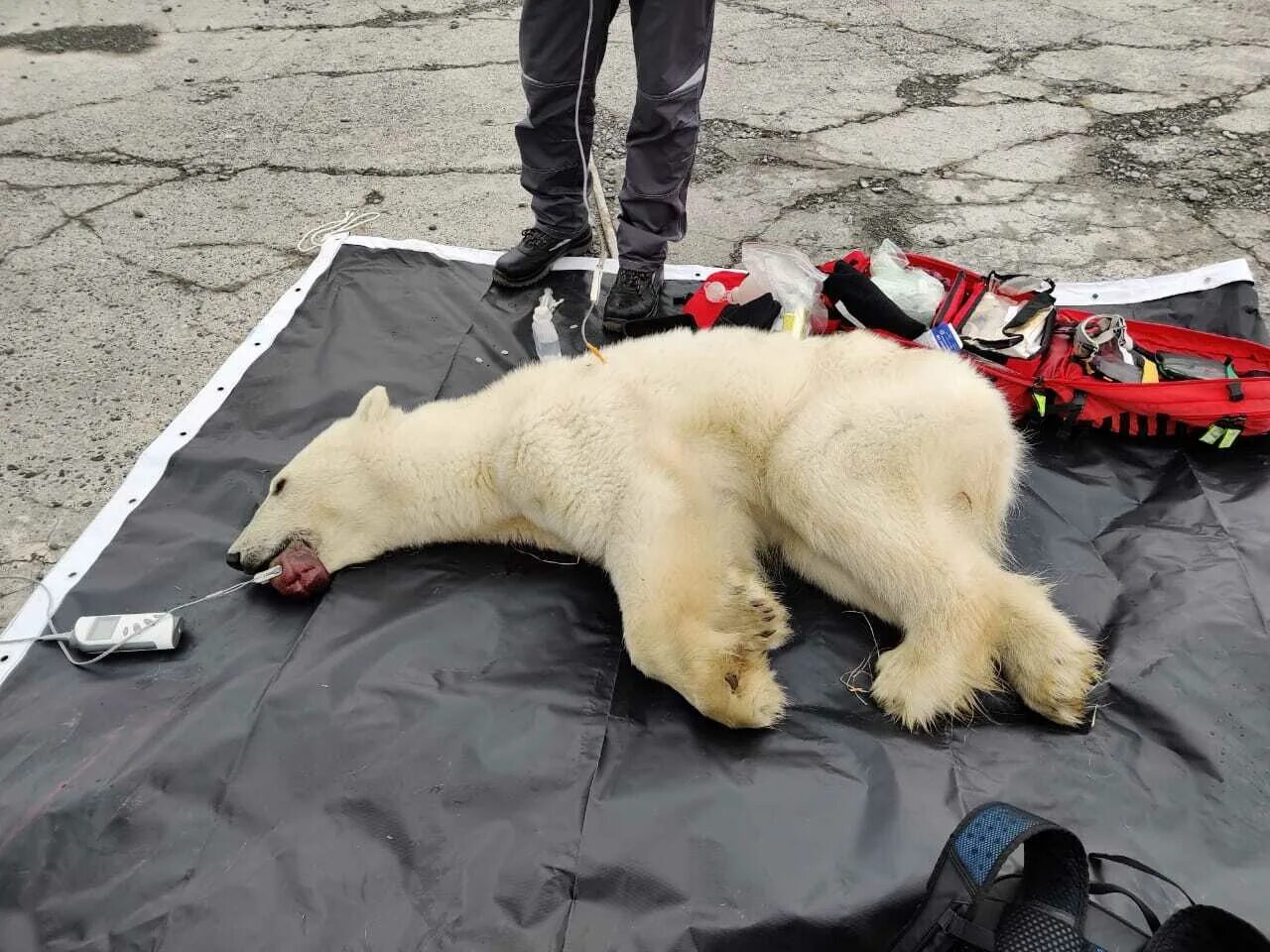 Подробности про медведя убившего 35 собак фото Полчаса уговаривал, чтобы подошёл": на острове Диксон спасли белого медведя, у к