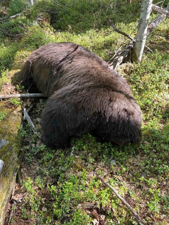 Подробности про медведя убившего 35 собак фото Dying brown bear mauls hunter to death in face-ripping revenge attack AFTER bein