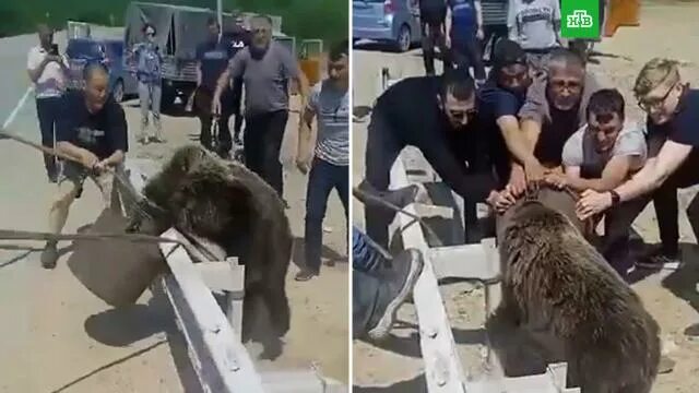 Голодные и злые. Медведи убили двоих и поранили троих жителей Магадана АиФ Иркут