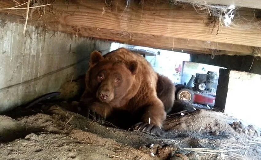 Подробности про медведя убившего 35 собак фото I have a bear in the house at dacha ! I go into my house, the village, and there