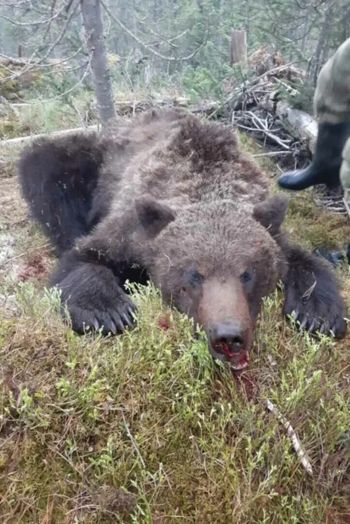 Подробности про медведя убившего 35 собак фото Чем остановить нападения медведя : Катастрофы и выживание в кризисных ситуациях