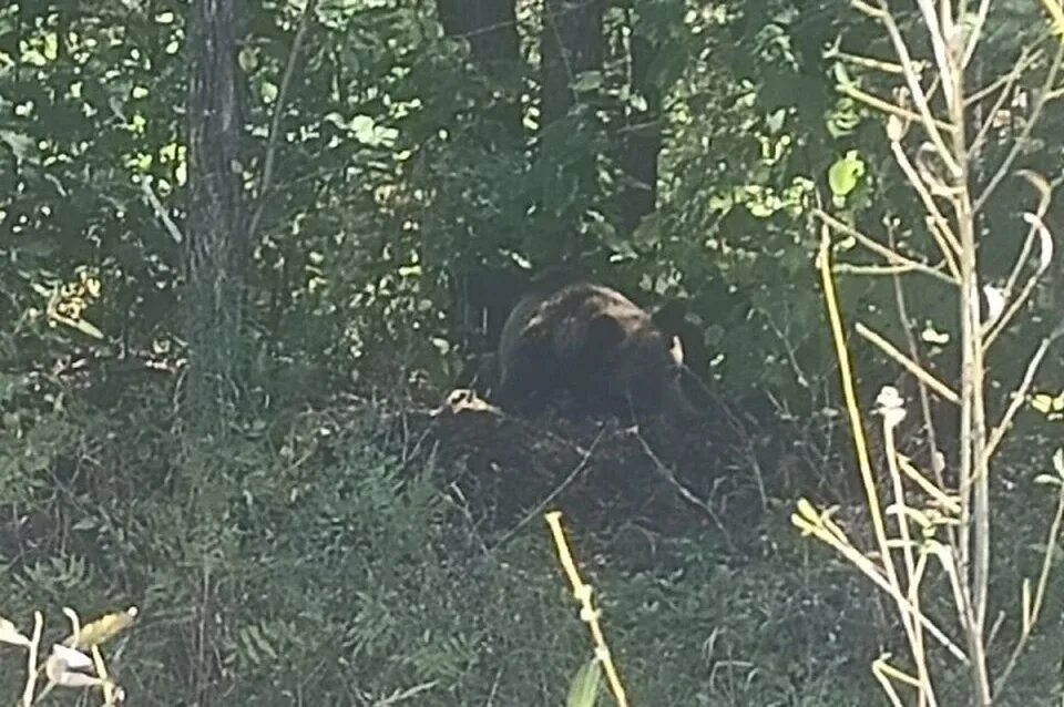 Подробности про медведя убившего 35 собак фото Сидела над телом своего малыша: медвежонок погиб под колесами на трассе в Хабаро