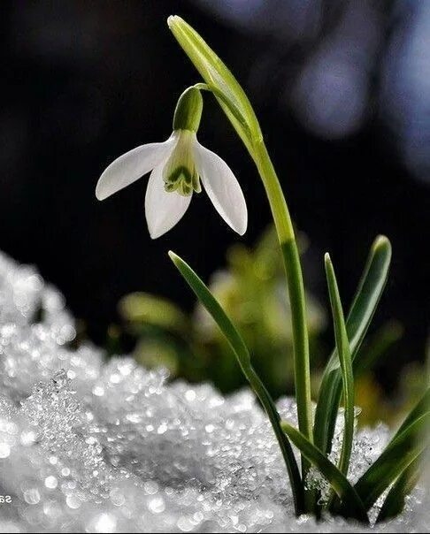 Подснежник фото цветов Pin on Ghiocei Early spring flowers, Snow drops flowers, Winter flowers