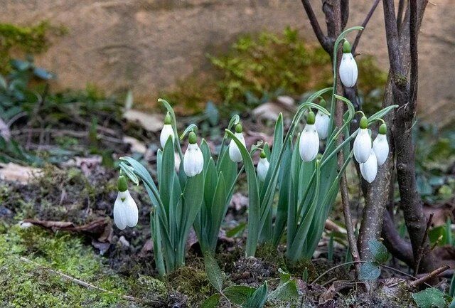 Подснежник садовый фото Snowdrops White Winter - Free photo on Pixabay