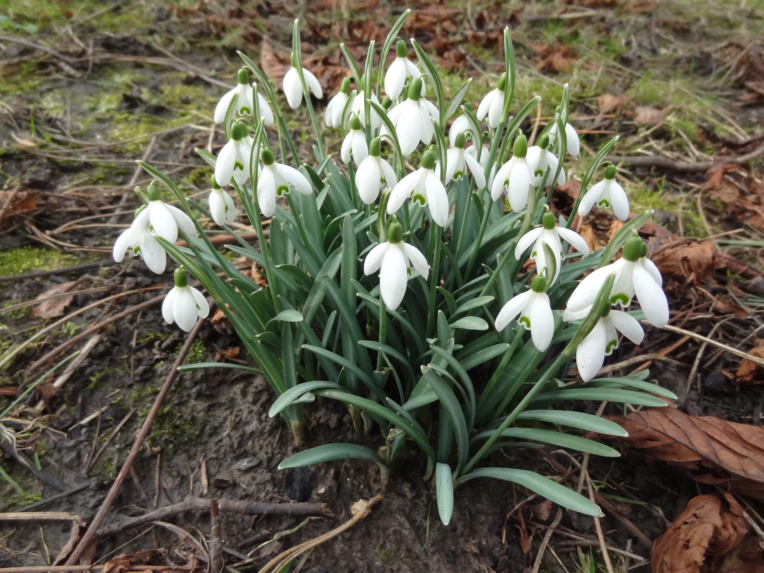 Подснежник садовый фото White snowdrop flowers in the garden free image download