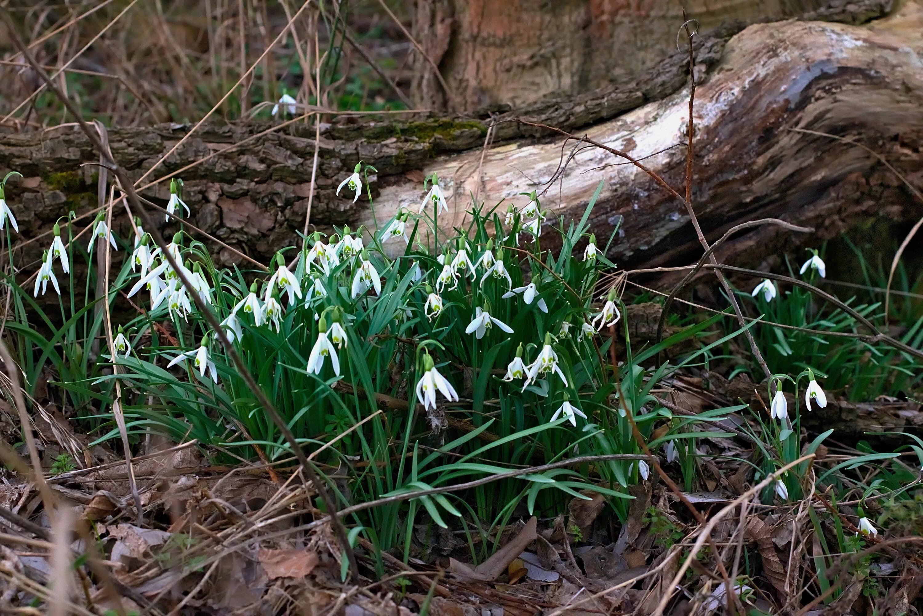 Подснежники фото настоящие в лесу Spring Snowdrop flowers in Forest free image download