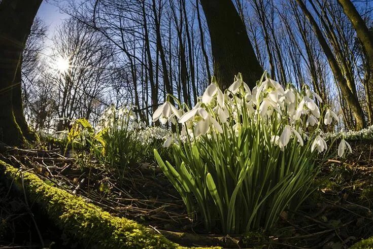 Подснежники фото в лесу весной Pin von Mariyam Ibrahim auf Quick Saves Natur, Krokus, Frühling