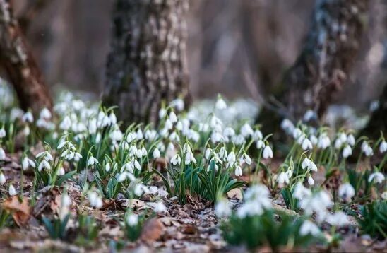 Подснежники фото в лесу весной Находка 9 марта. А снег не знал и падал... Интересный контент в группе "Я природ