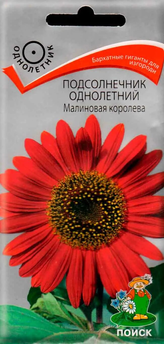 Подсолнечник малиновая королева фото Подсолнечник Малиновая Королева Однолетний 0,5 гр (Поиск) - Интернет-магазин pit